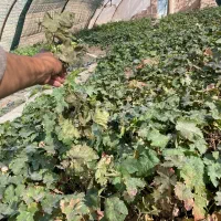 نهال انگوردوساله|خدمات باغبانی و درختکاری|زابل, |دیوار