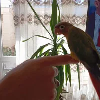 گرینچیک دونخور دستی|پرنده|عسگران, |دیوار