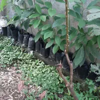 نهال آواکادو...|گل و گیاه طبیعی|تالش, هشتپر|دیوار