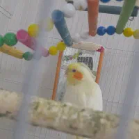 عروس هلندی بالغ وبازی گوش