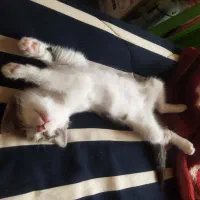 واگذاری|گربه|مهاجران, |دیوار