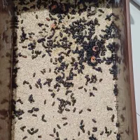 سوسک میلورم