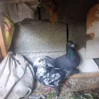 گوره|پرنده|برازجان, |دیوار