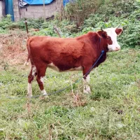 فروش گاو آبستن و ورزاکوله