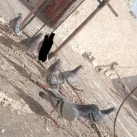 پلاکی|پرنده|بم, |دیوار