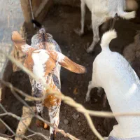 کهره|حیوانات مزرعه|قشم, |دیوار