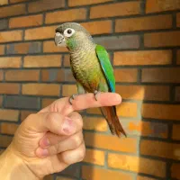 گرینچیک نرمال اسپلیت