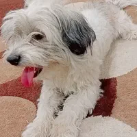 سگ شیتزو|سگ|شهرکرد, |دیوار