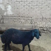 فروش بره قزل افشار