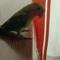 طوطی‌برزیلی