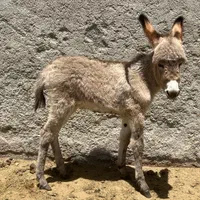 شیر الاغ تازه با بهترین خوراک دوشیدن در حضورخودتون