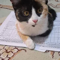 واگذاری گربه کالیکو