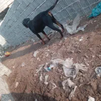 واگذاری لودفایدر ریگان نیست