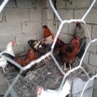 خرید فروش حیوانات مزرعه