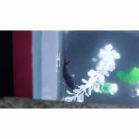 ماهی اکواریم ولوازم