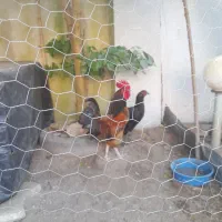 فروش خروس