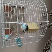 مرغ عشق|پرنده|اردبیل, |دیوار