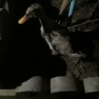 اردک ۲ماهه دو عدد
