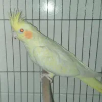 عروس هلندی ماده مست پاد ویپ