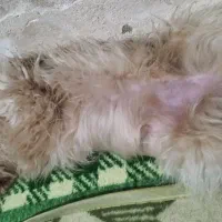 شیتزو|سگ|سمنان, |دیوار