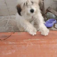 سگ پا کوتاه|سگ|مشهد, پنجتن|دیوار