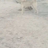 توله