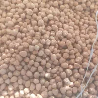 نخود گریت ۶۰۰ کیلو دارم
