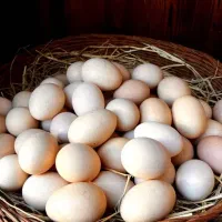 تخم مرغ محلی