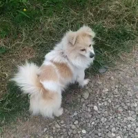 سگ پامرایین