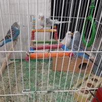 مرغ‌عشق مولد