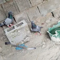 کبوتر