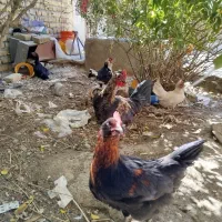 مرغ|حیوانات مزرعه|تربت‌حیدریه, کلاته توکلی|دیوار