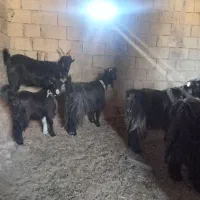 ۹بز بیگ|حیوانات مزرعه|مسجد سلیمان, |دیوار