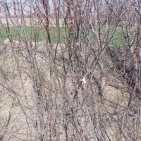 کبوتر باخت خورده