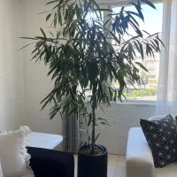 گل بنجامین آمستل