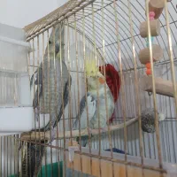 یک جفت عروس هلندی مولد وتخم گذار