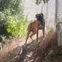 سگ باکسر
