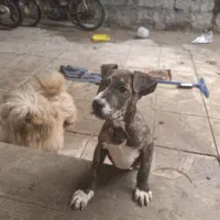 سگ پیتبول وشیتزو|سگ|مراغه, |دیوار