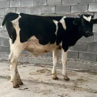 گوساله نر درجه یک برای پروار گاو