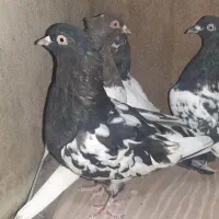 کبوتر|پرنده|شیراز, شهرک مدرس|دیوار