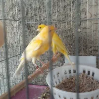 قناری نروماده|پرنده|تهران, تهرانپارس شرقی|دیوار