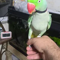 جفت شاه طوطی.|پرنده|شیراز, شهرک فرزانگان|دیوار