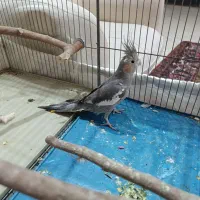 عروس هلندی ماده|پرنده|کرج, حیدرآباد|دیوار