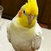 عروس هلندی گم شده