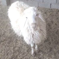 بره فروشی|حیوانات مزرعه|مود, |دیوار