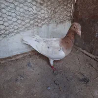 کبوتر|پرنده|قزوین, |دیوار