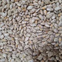 لوبیا دولتی