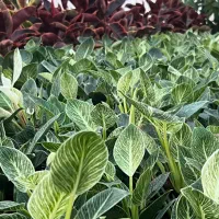 تولید و فروش و ارسال گل وگیاه آپارتمانی|گل و گیاه طبیعی|آمل, |دیوار