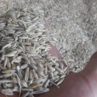 مقداری جو و گندم به فروش میرسد|عمده‌فروشی|شیراز, حومه شیراز|دیوار