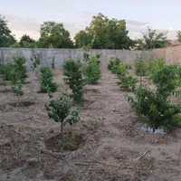 فروش زمین ۷۵۰ متری در آبشار تهران|فروش زمین و ملک کلنگی|تهران, آبشار تهران (دریاچه)|دیوار
